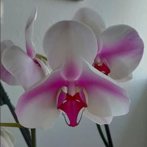 Free stock as a gift from me https://share.public.com/referralcodes88.